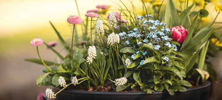 Bepflanzung eines Blumentopfes nach "Lasagne-Art"